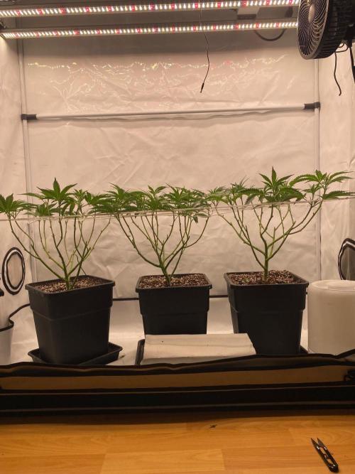 Khalifa Mints. Week 5