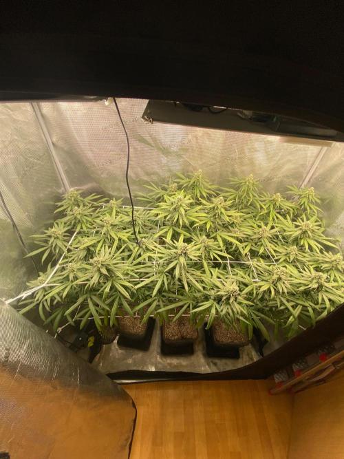 Grape Gas S1 2.0. Week 12