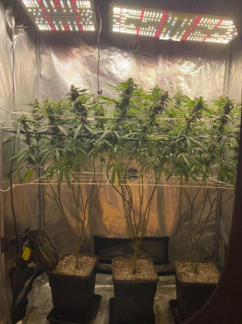 Grape Gas S1 2.0. Week 12