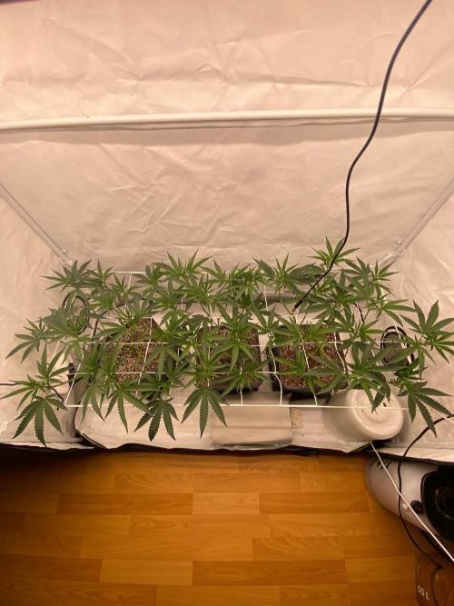 Khalifa Mints S1 Cut. Week 6