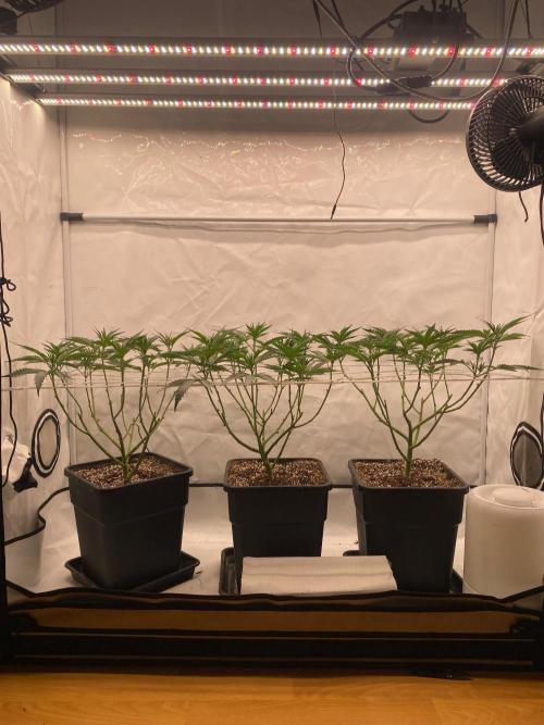 Khalifa Mints S1 Cut. Week 6