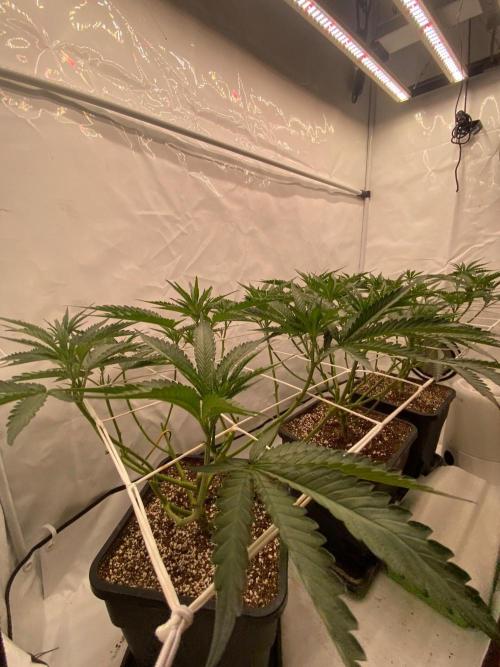 Khalifa Mints S1 Cut. Week 6