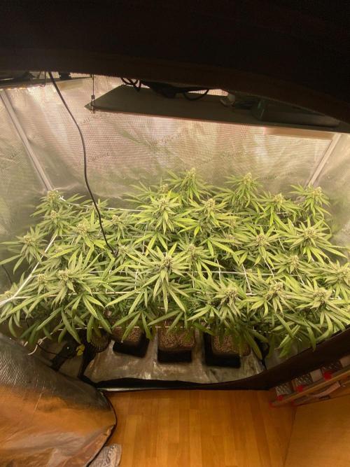 Grape Gas S1 2.0. Week 13
