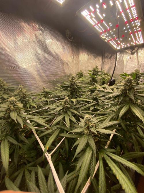Grape Gas S1 2.0. Week 13