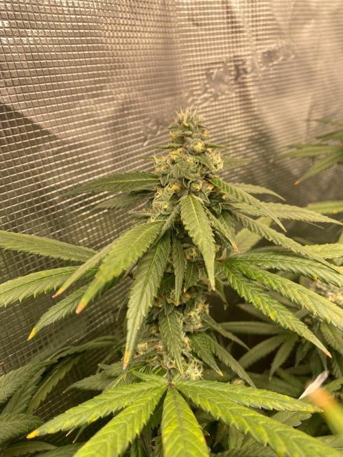 Grape Gas S1 2.0. Week 13