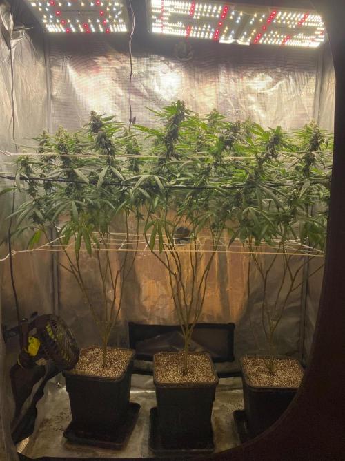 Grape Gas S1 2.0. Week 13