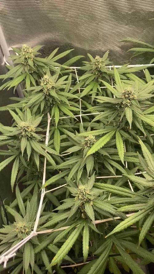 Grape Gas S1 2.0