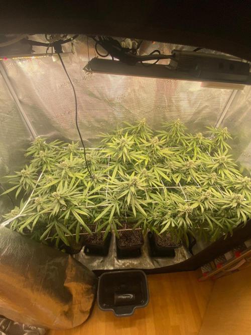 Grape Gas S1 2.0. Week 13