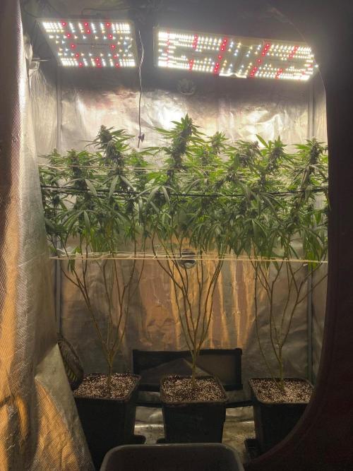 Grape Gas S1 2.0. Week 13
