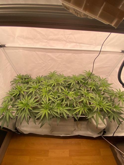 Khalifa Mints S1 Cut. Week 7