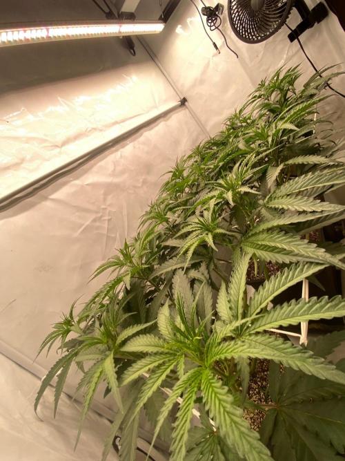 Khalifa Mints S1 Cut. Week 7