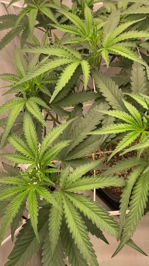 Khalifa Mints S1 Cut