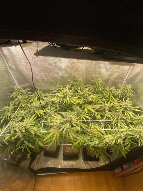 Grape Gas S1 2.0. Week 14