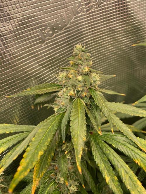 Grape Gas S1 2.0. Week 14