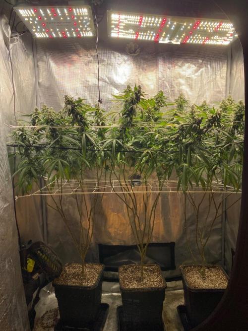 Grape Gas S1 2.0. Week 14