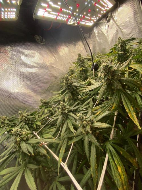 Grape Gas S1 2.0. Week 14