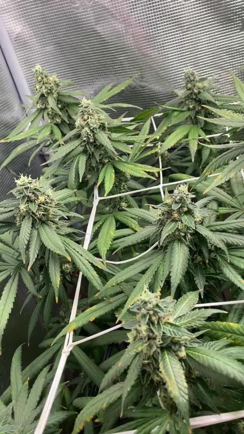 Grape Gas S1 2.0