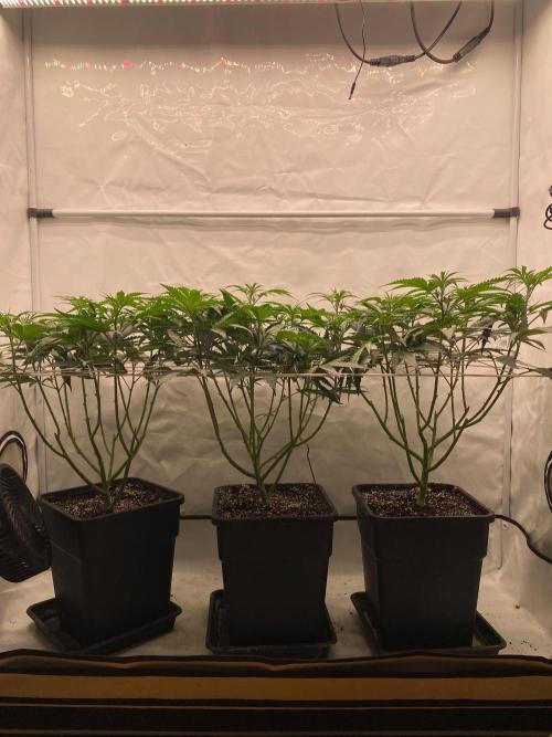 Khalifa Mints. Week 7