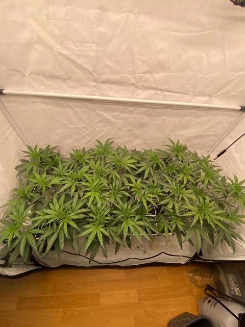 Khalifa Mints S1 Cut. Week 7