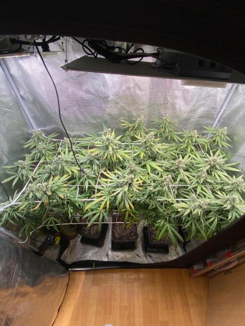 Grape Gas S1 2.0. Week 14