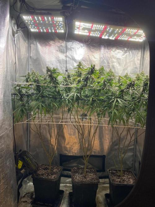 Grape Gas S1 2.0. Week 14