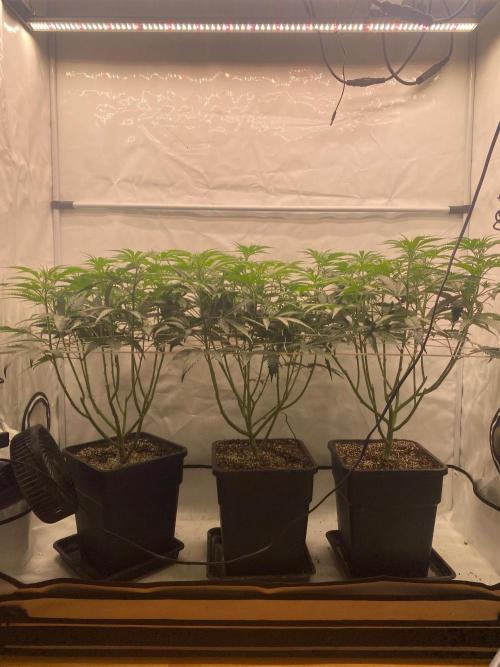 Khalifa Mints. Week 7