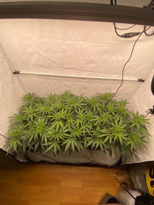 Khalifa Mints S1 Cut. Week 7