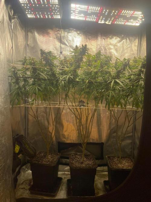 Grape Gasoline. Week 14