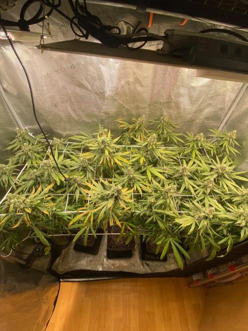 Grape Gas S1 2.0. Week 14