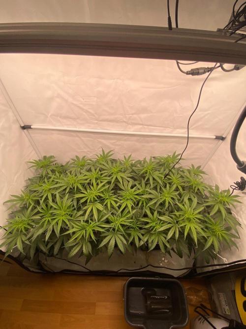 Khalifa Mints S1 Cut. Week 7