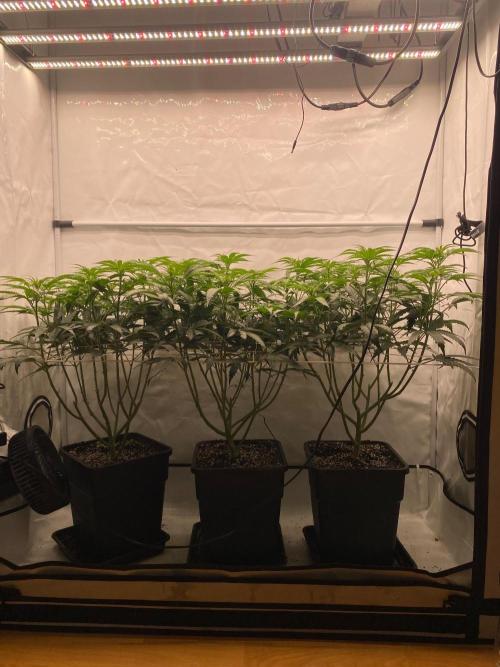 Khalifa Mints. Week 7