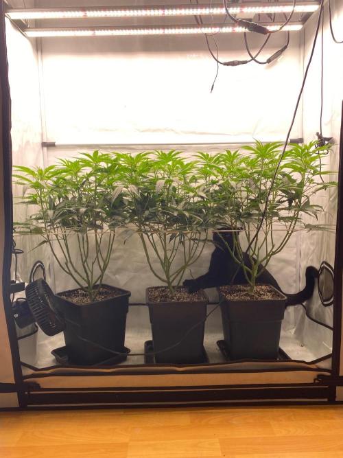 Khalifa Mints. Week 7