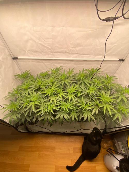 Khalifa Mints S1 Cut. Week 7