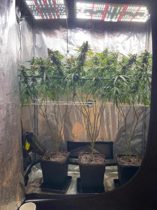 Grape Gasoline. Week 14