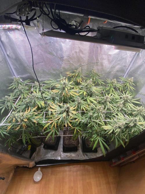 Grape Gas S1 2.0. Week 14