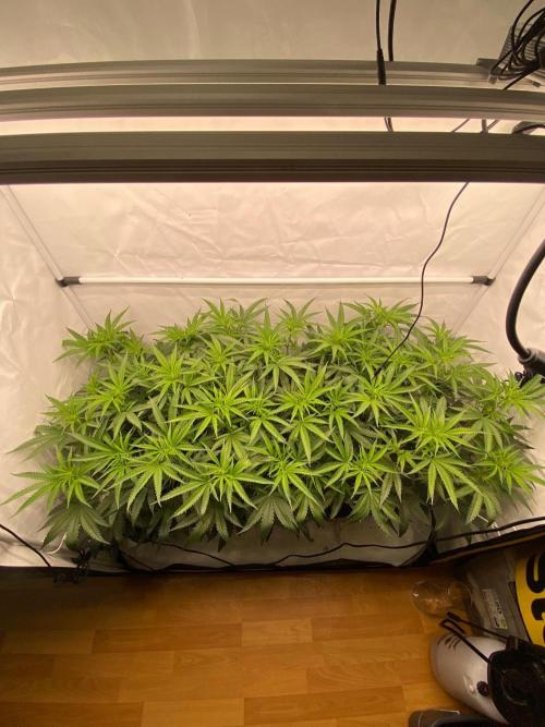 Khalifa Mints S1 Cut. Week 8