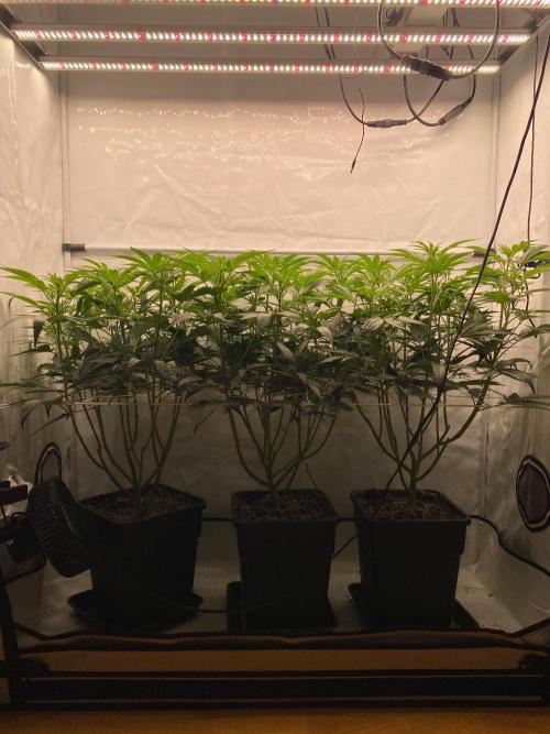 Khalifa Mints S1 Cut. Week 8