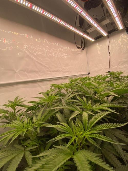 Khalifa Mints S1 Cut. Week 8