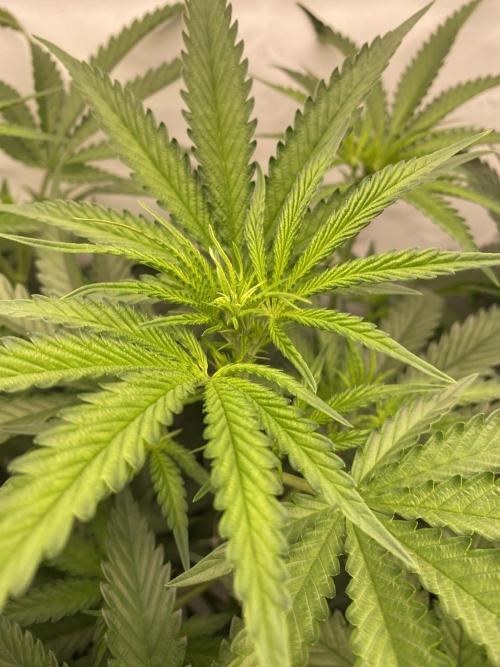 Khalifa Mints S1 Cut. Week 8