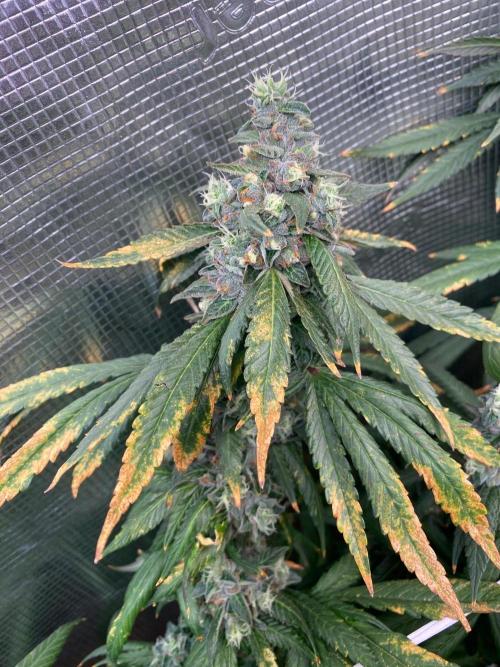 Grape Gas S1 2.0. Week 15