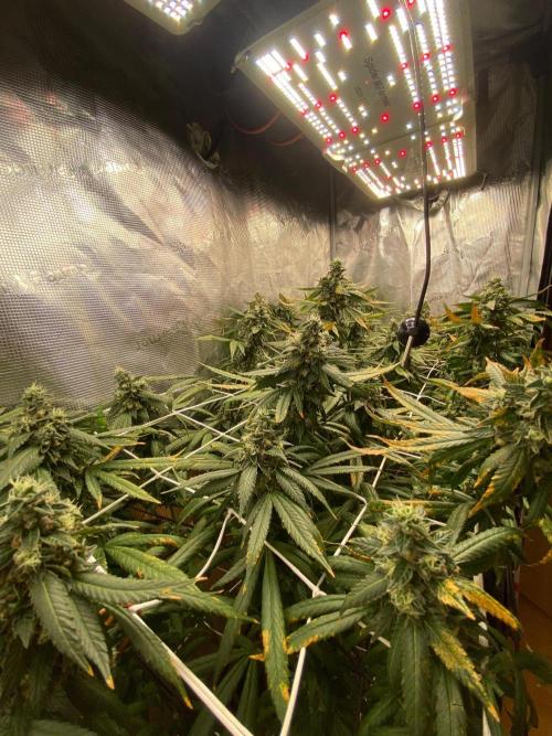 Grape Gas S1 2.0. Week 15
