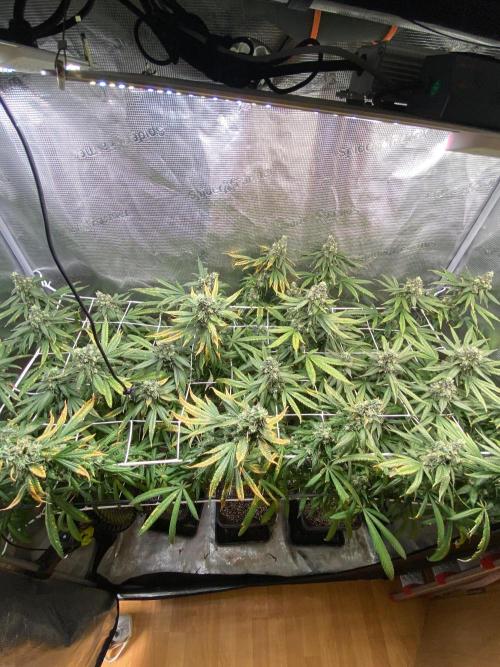 Grape Gas S1 2.0. Week 15