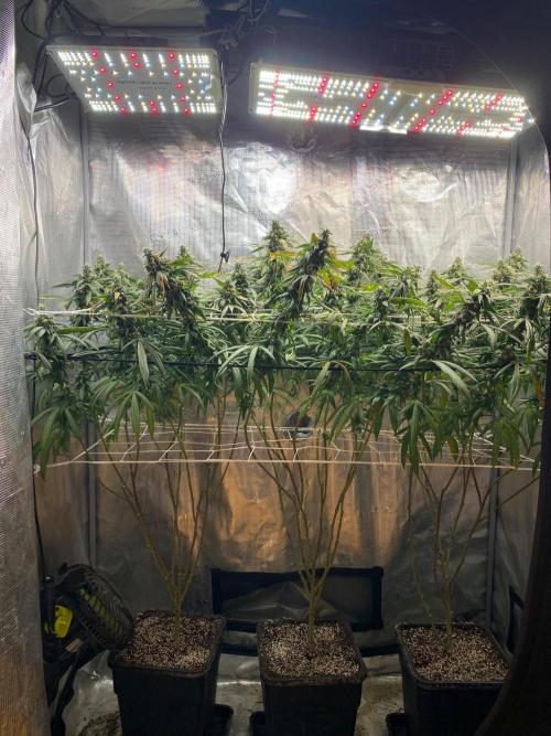 Grape Gas S1 2.0. Week 15