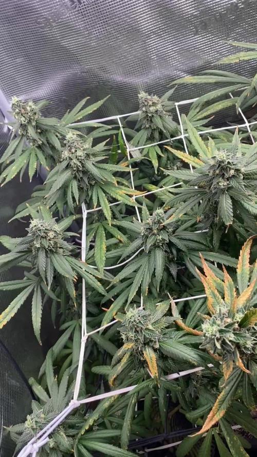Grape Gas S1 2.0