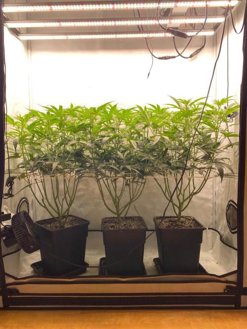 Khalifa Mints S1 Cut. Week 8