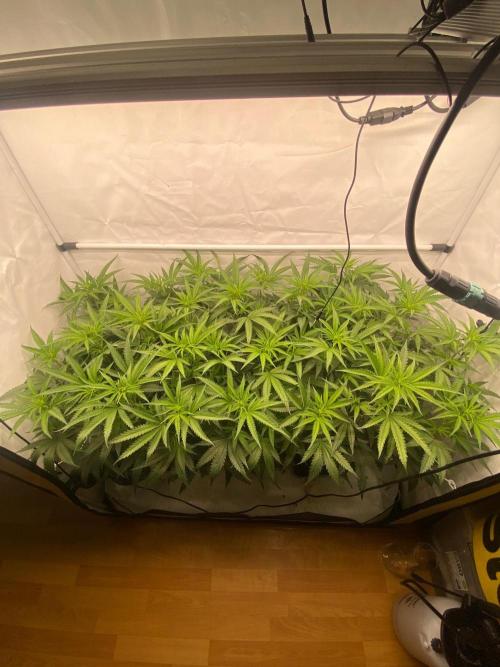 Khalifa Mints S1 Cut. Week 8
