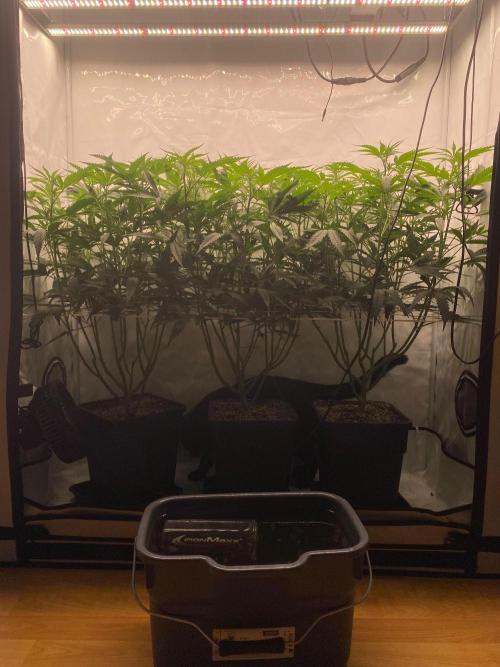 Khalifa Mints. Week 8
