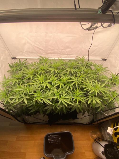 Khalifa Mints S1 Cut. Week 8