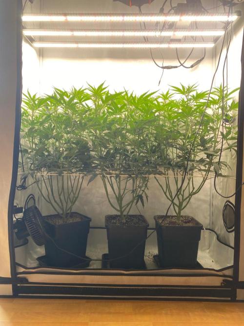 Khalifa Mints S1 Cut. Week 8