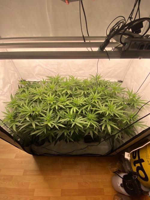 Khalifa Mints S1 Cut. Week 8